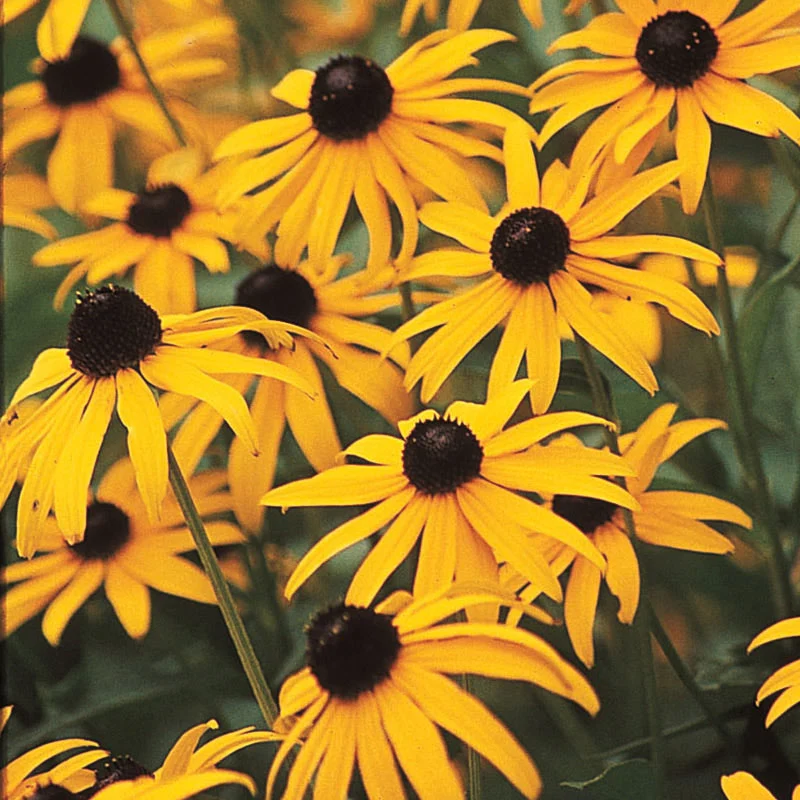 Goldsturm Black Eyed Susan