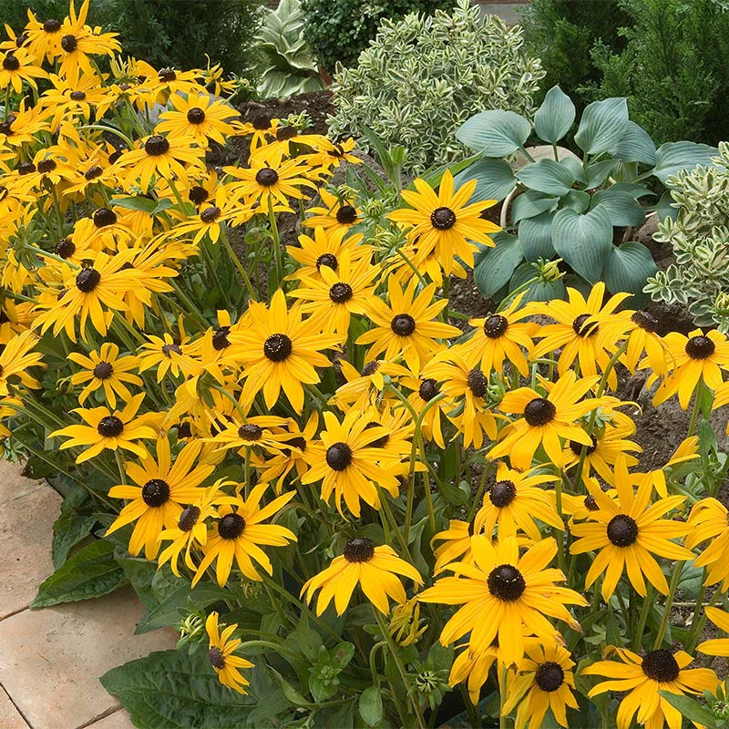 Goldsturm Black Eyed Susan - Image 2
