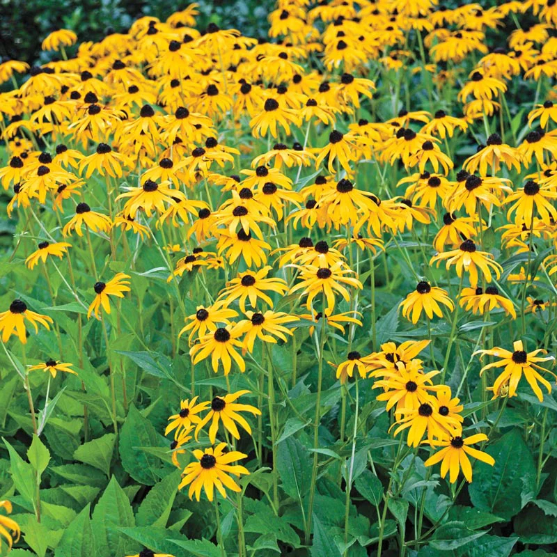 Goldsturm Black Eyed Susan - Image 3