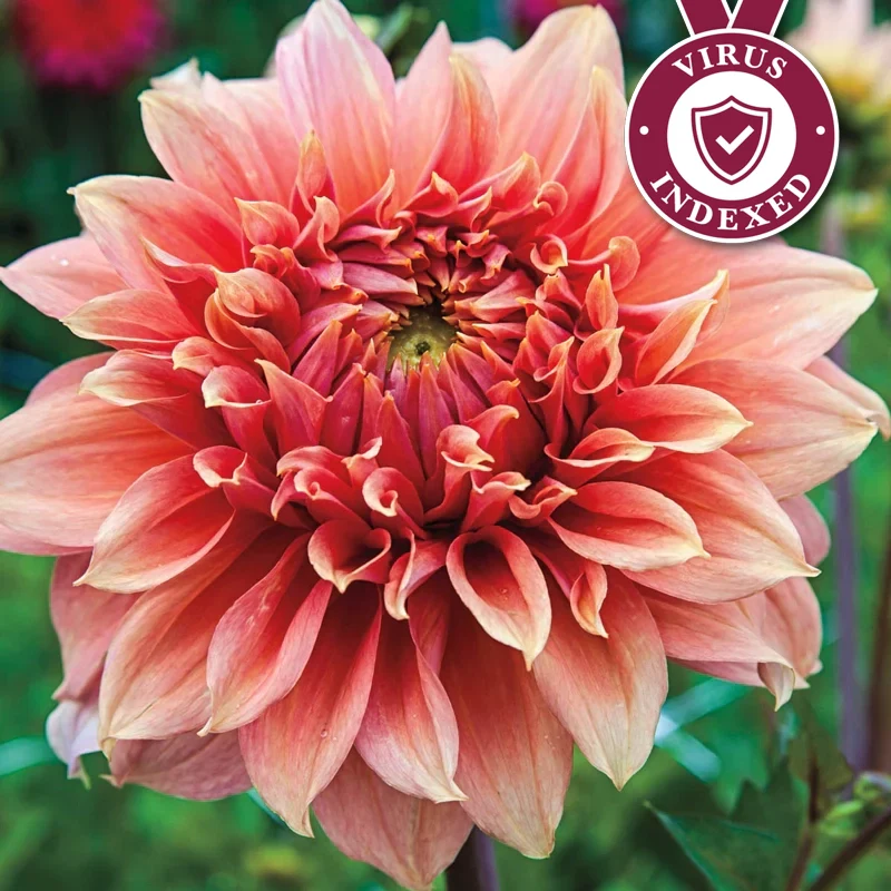Fairway Spur Dahlia