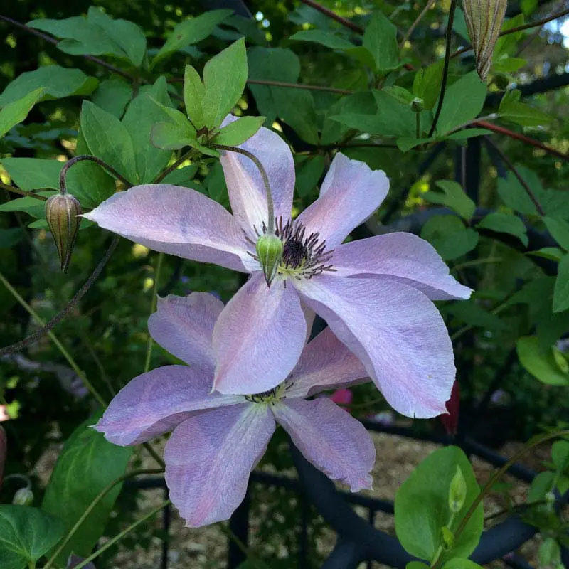 Clematis Fairy Dust - Image 2