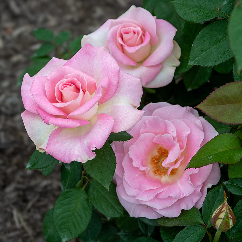 Falling In Love™  Ht Rose - Image 3
