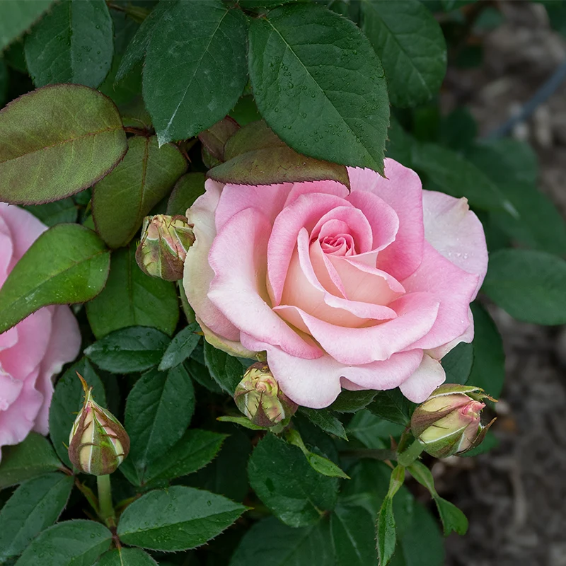 Falling In Love™  Ht Rose - Image 4