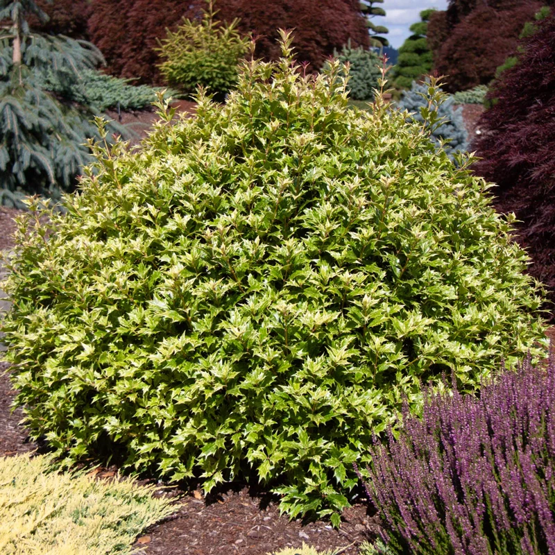 False Holly Goshiki - Image 3