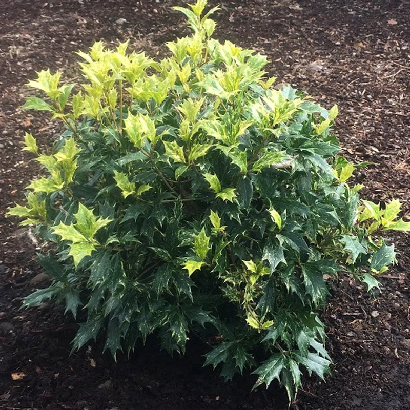 False Holly Goshiki - Image 4