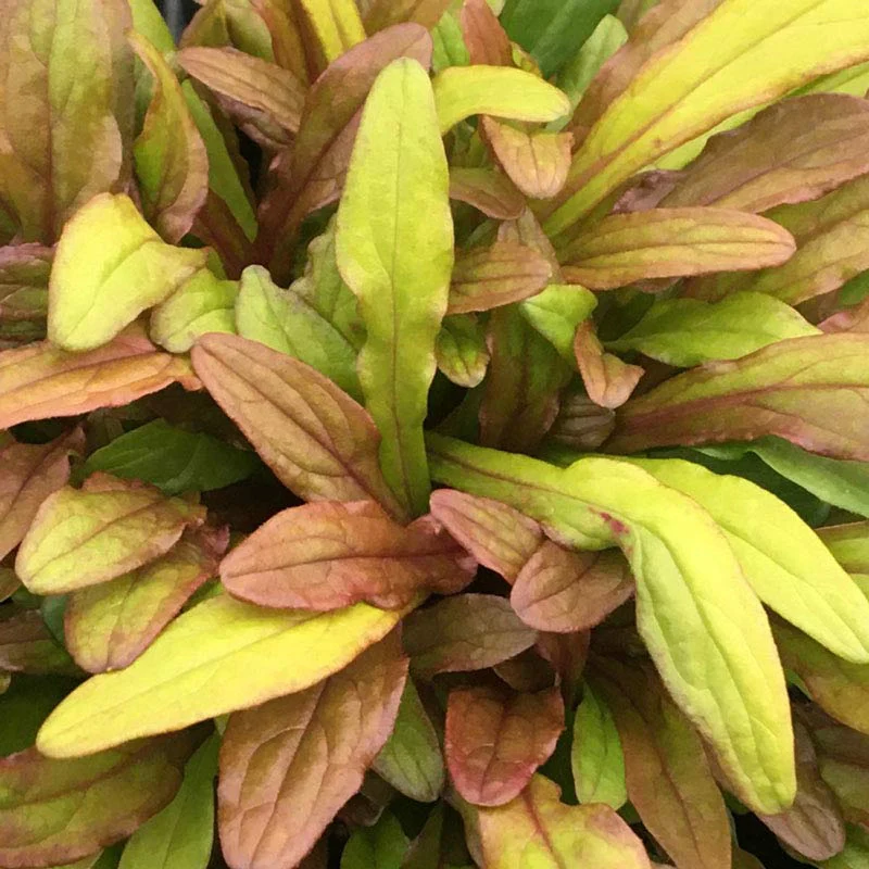 Feathered Friends™ Fancy Finch Ajuga - Image 2