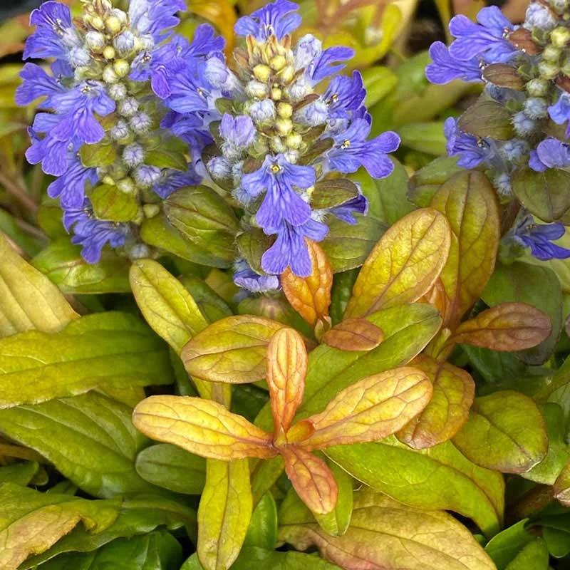 Feathered Friends™ Fancy Finch Ajuga - Image 4