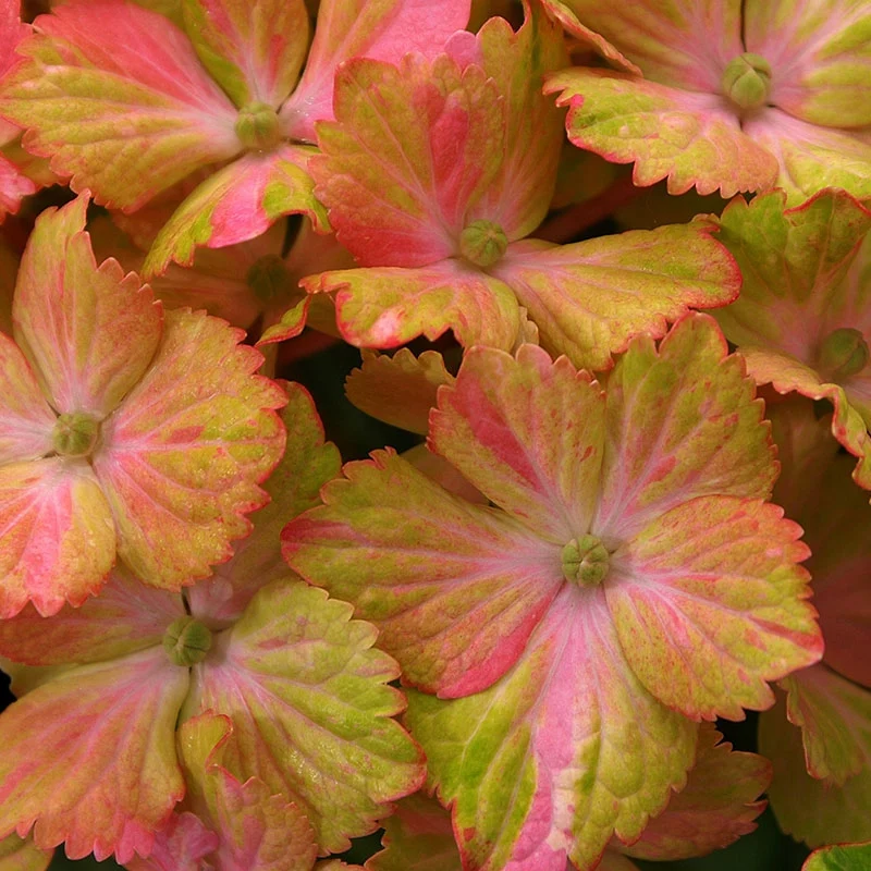 Fantasia Hydrangea - Image 2