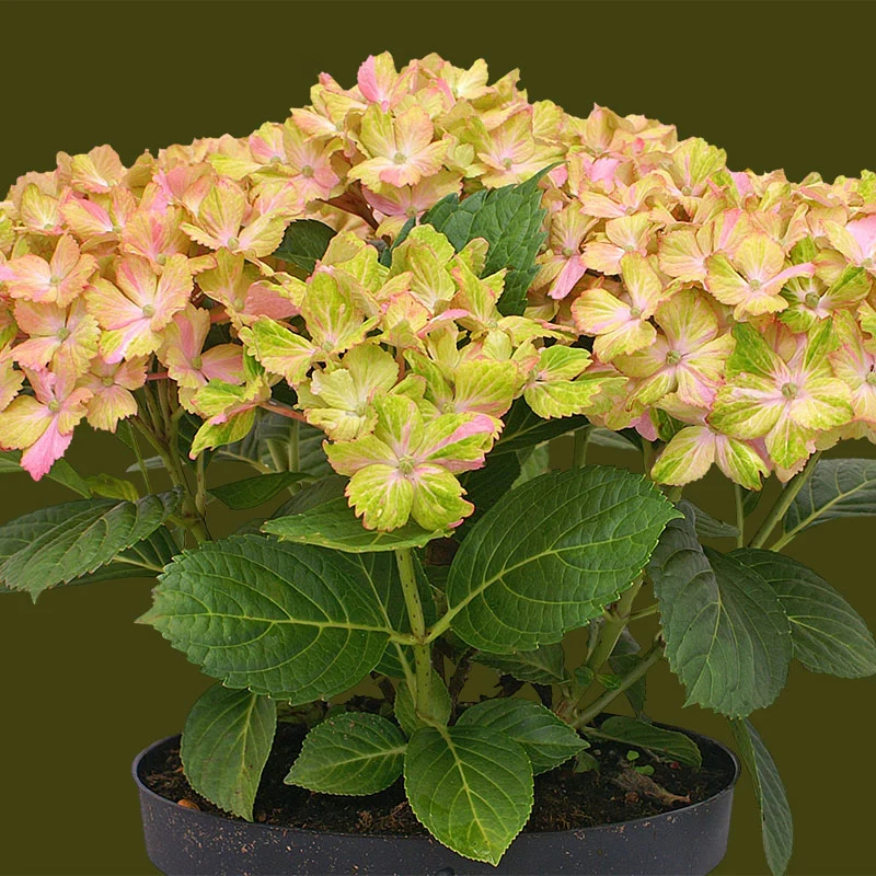 Fantasia Hydrangea - Image 3