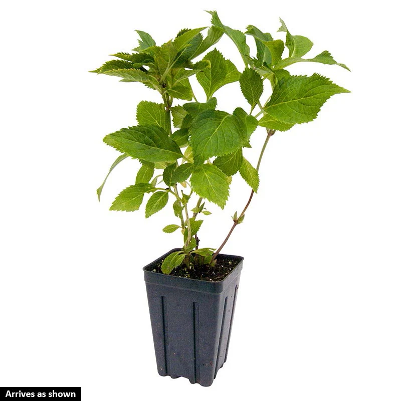Fantasia Hydrangea - Image 4