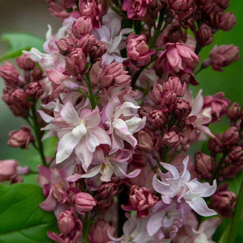 Federico García Lorca Lilac - Image 3