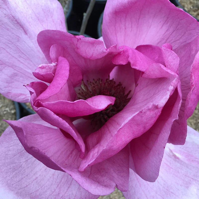 Felix® Magnolia Tree - Image 3