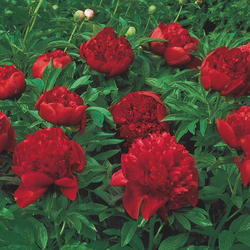 Felix Supreme Peony - Image 2