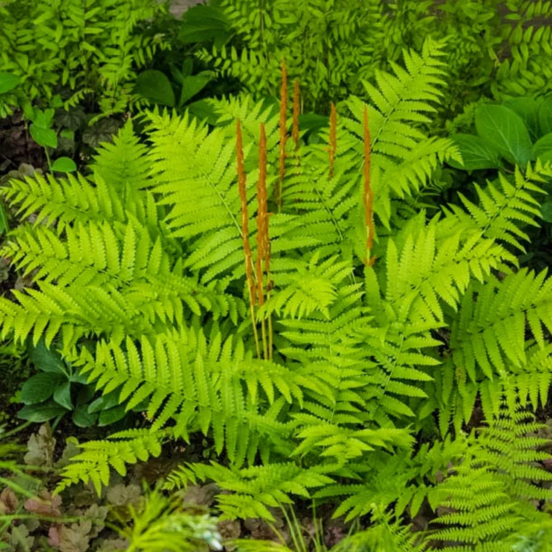 Cinnamon Fern - Image 2