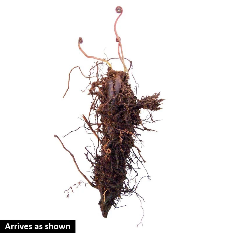Lady Fern - Image 3