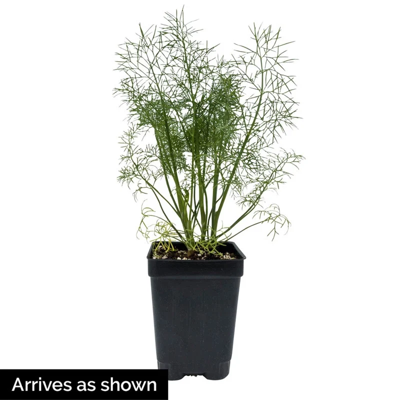 Fernleaf Dill - Image 3