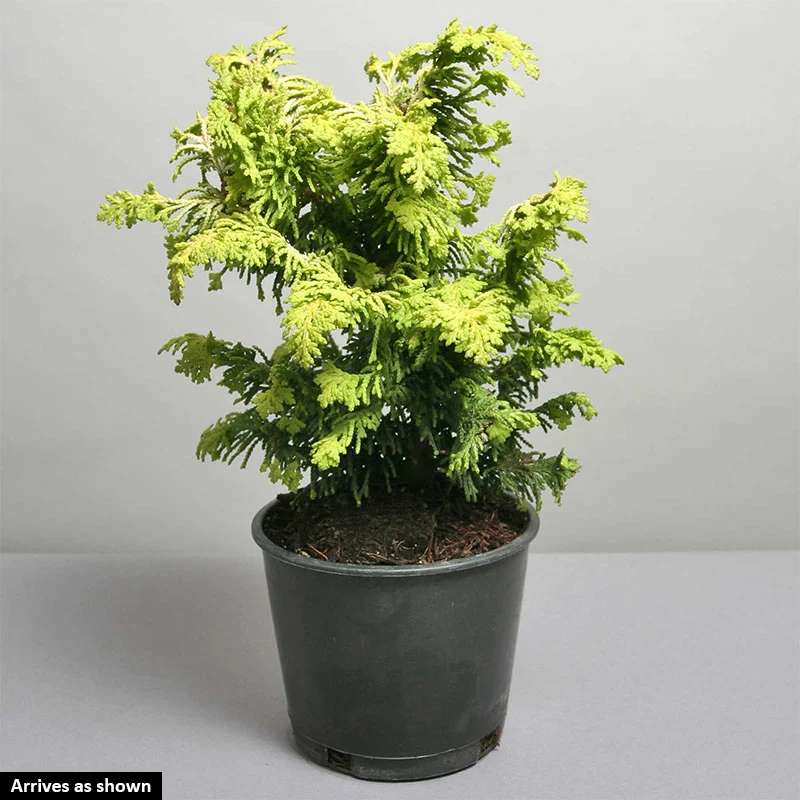 Fernspray Gold Hinoki Cypress - Image 3