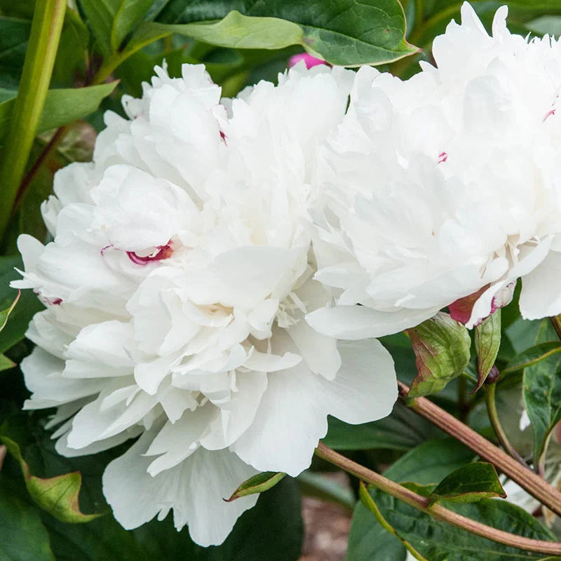 Parfum de Bloom™ Festiva Maxima Peony - Image 2