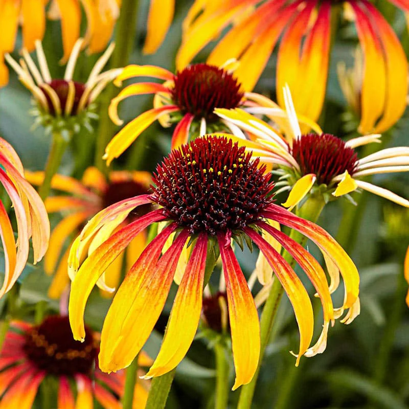 Fiery Meadow Mama Coneflower - Image 2