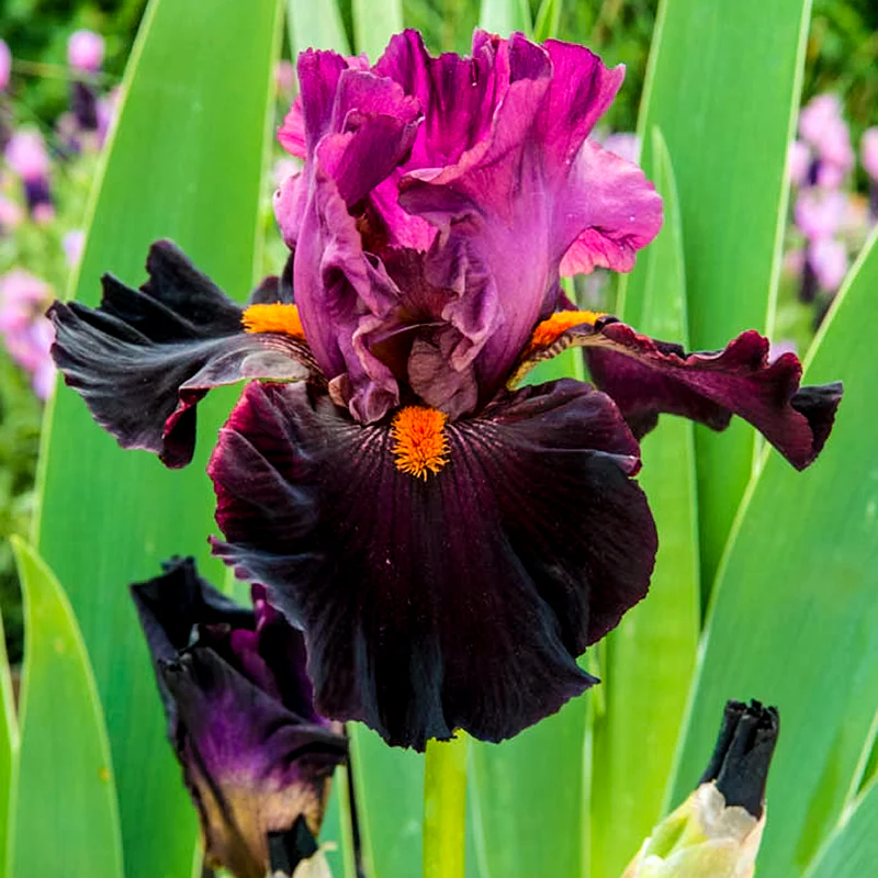 Fiery Temper Bearded Iris - Image 2
