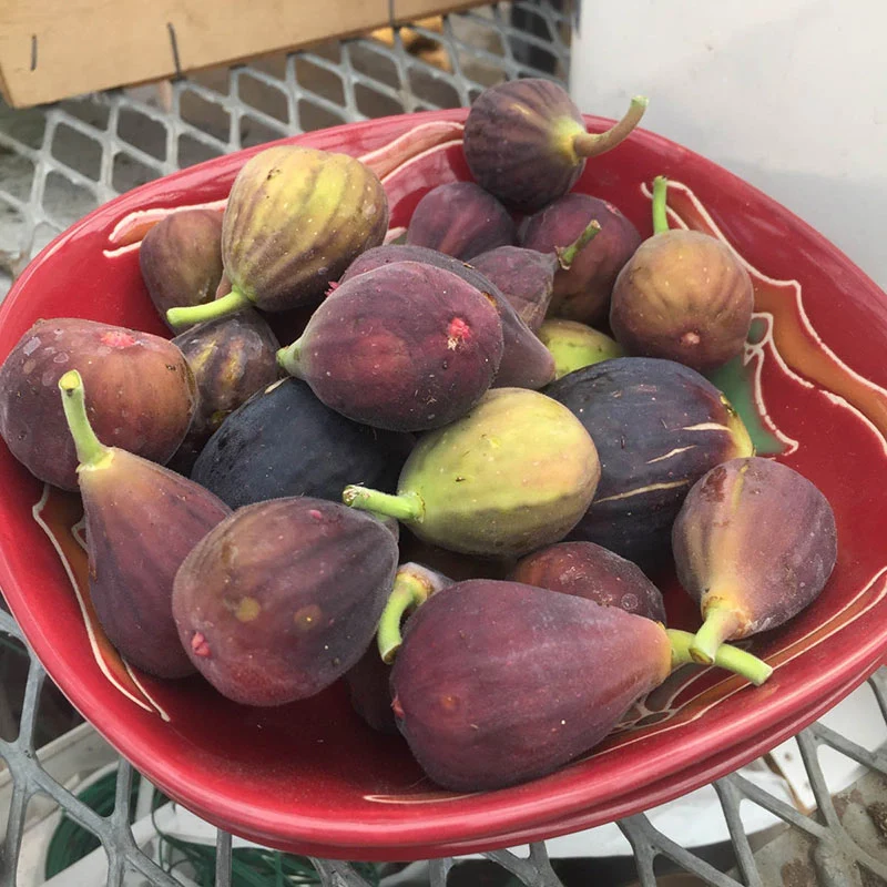 Fignomenal® Fig - Image 2