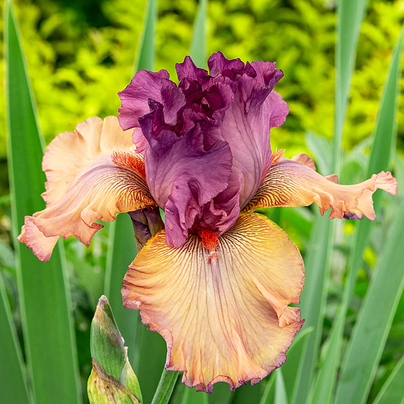 Finishing School German Iris - Image 2