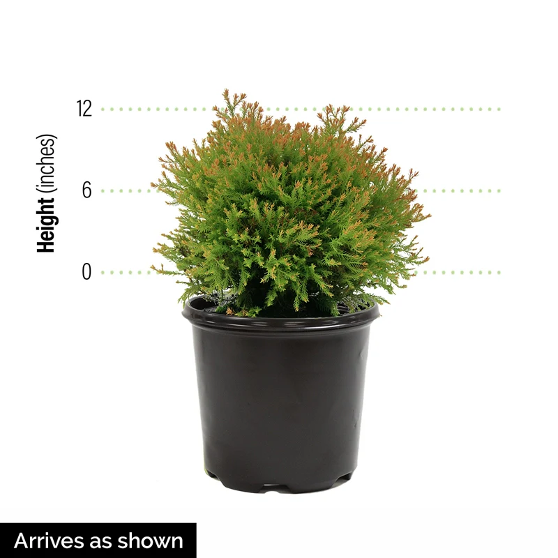 Fire Chief Arborvitae - Image 3