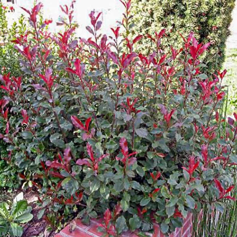 Fire Fantasy Photinia - Image 2