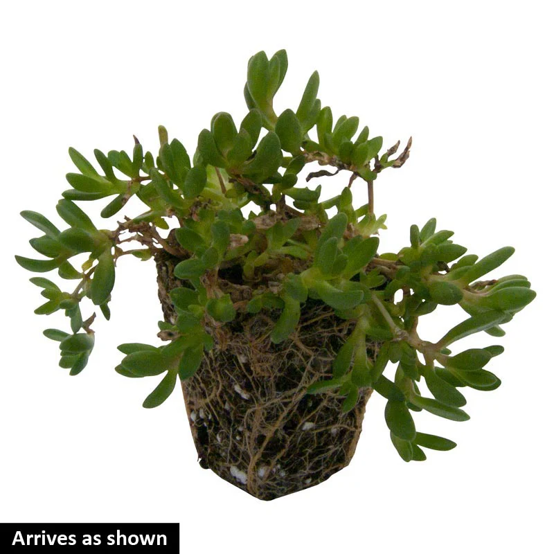 Fire Spinner Ice Plant - Image 2