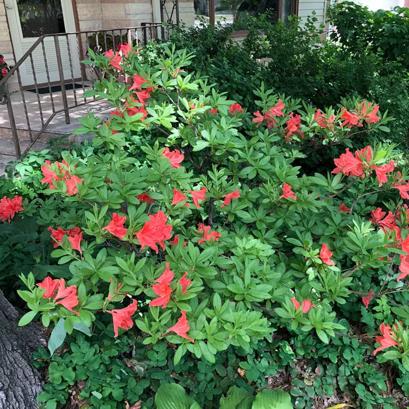 Fireflare Orange® Azalea - Image 3