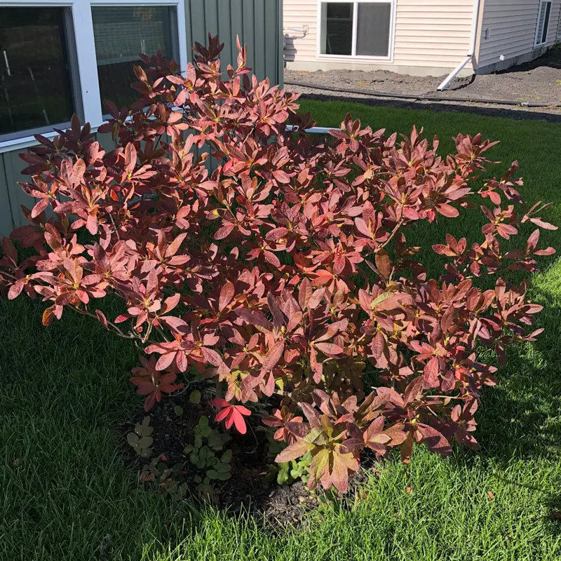 Fireflare Orange® Azalea - Image 4