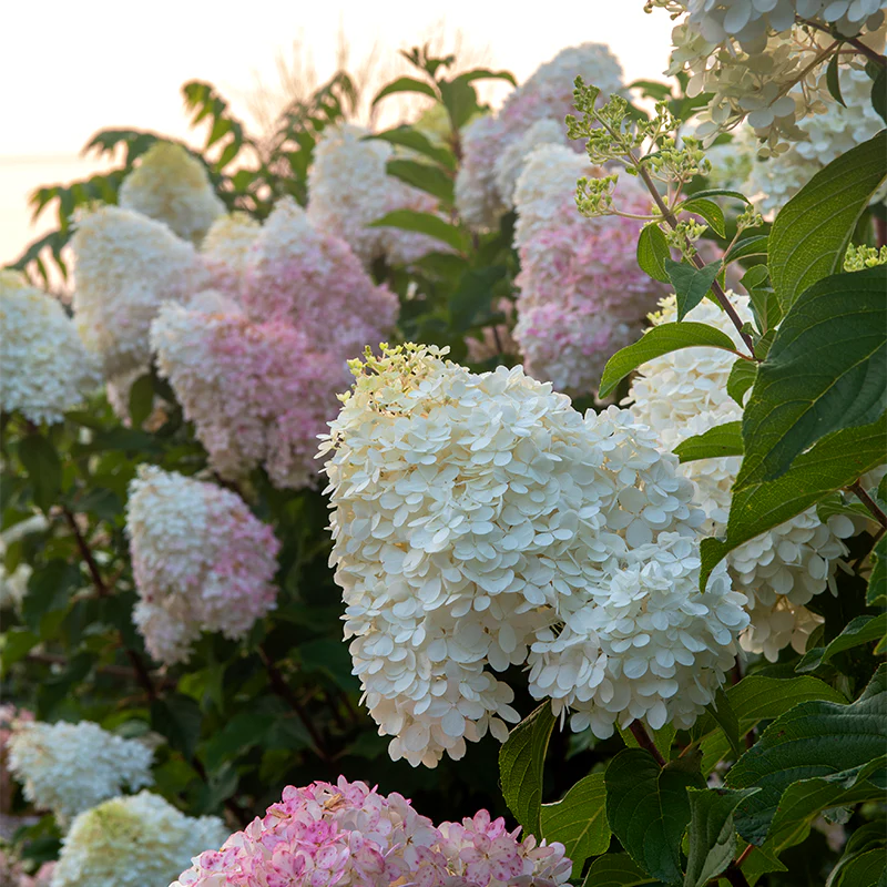 First Editions® Vanilla Strawberry™ Hydrangea - Image 3