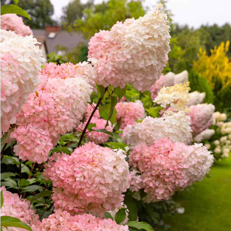 First Editions® Vanilla Strawberry™ Hydrangea - Image 4