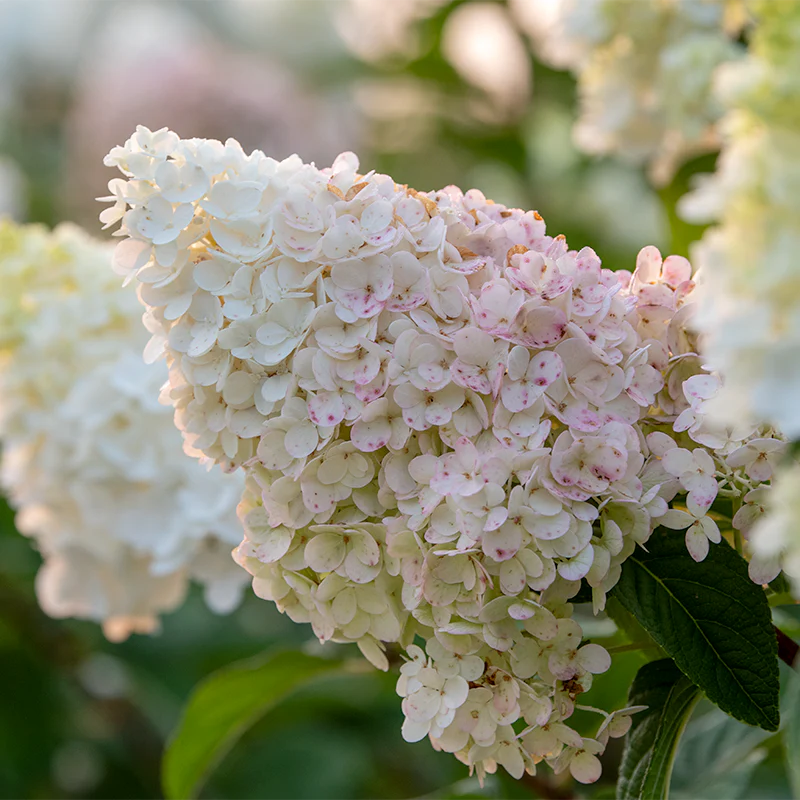 First Editions® Vanilla Strawberry™ Hydrangea - Image 5