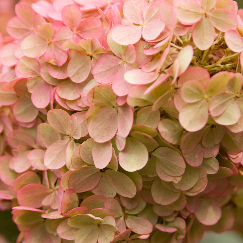 First Editions® Vanilla Strawberry™ Hydrangea - Image 6