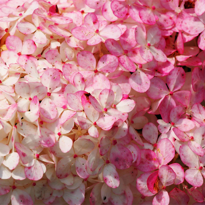 First Editions® Vanilla Strawberry™ Hydrangea - Image 7