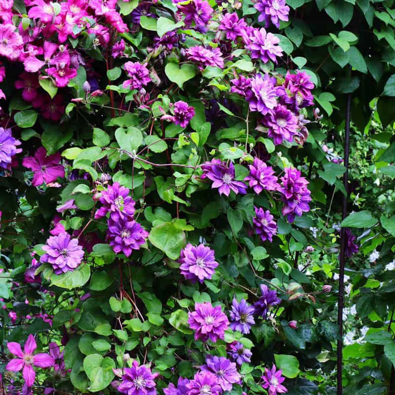 Clematis Flamenco Dancer - Image 3