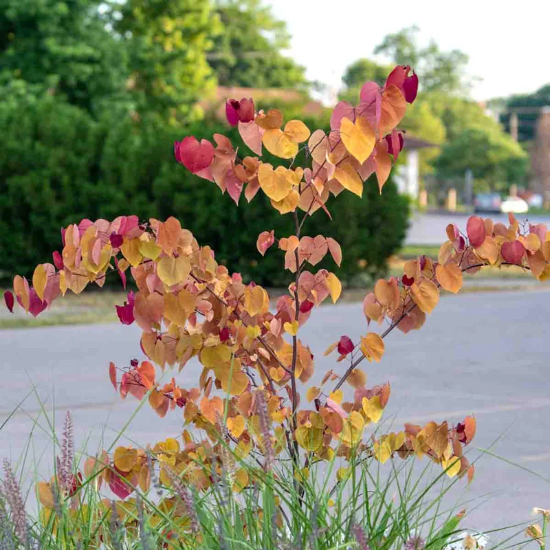 Flame Thrower® Redbud - Image 2