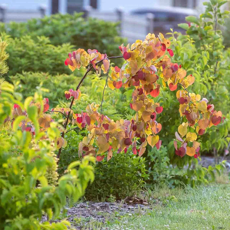 Flame Thrower® Redbud - Image 4