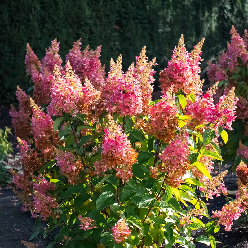 Flare™ Hydrangea - Image 2