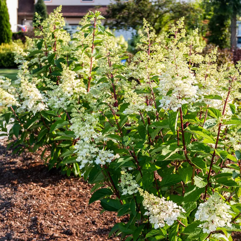 Flare™ Hydrangea - Image 3