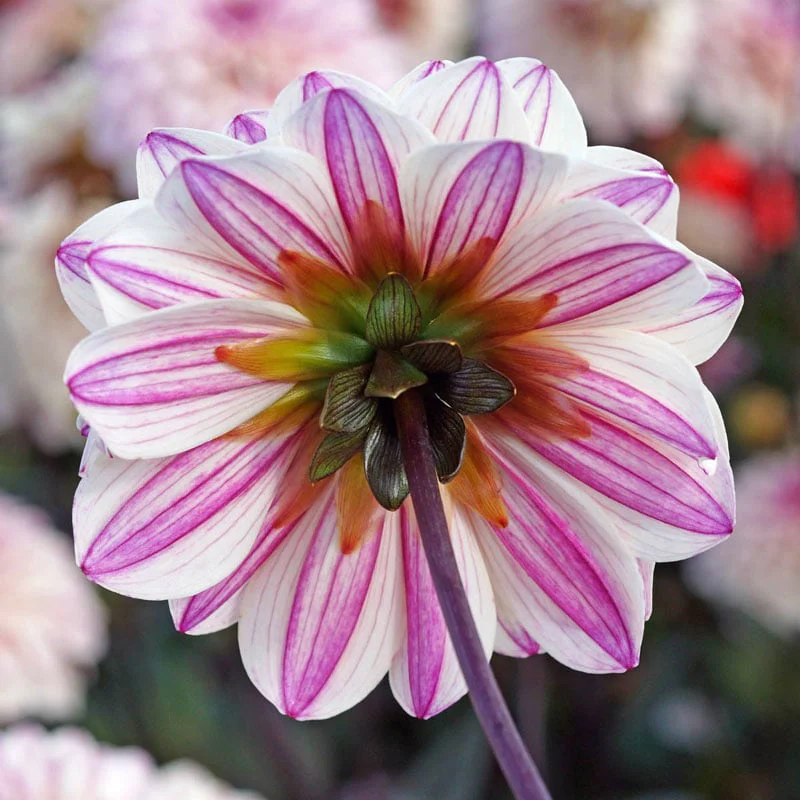 Flashback Dahlia - Image 2