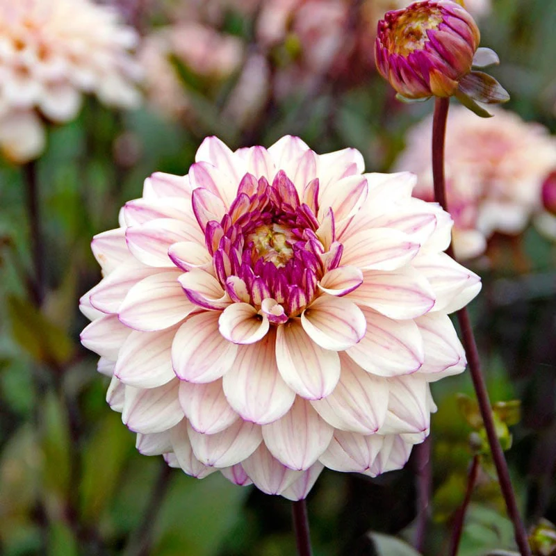 Flashback Dahlia - Image 3
