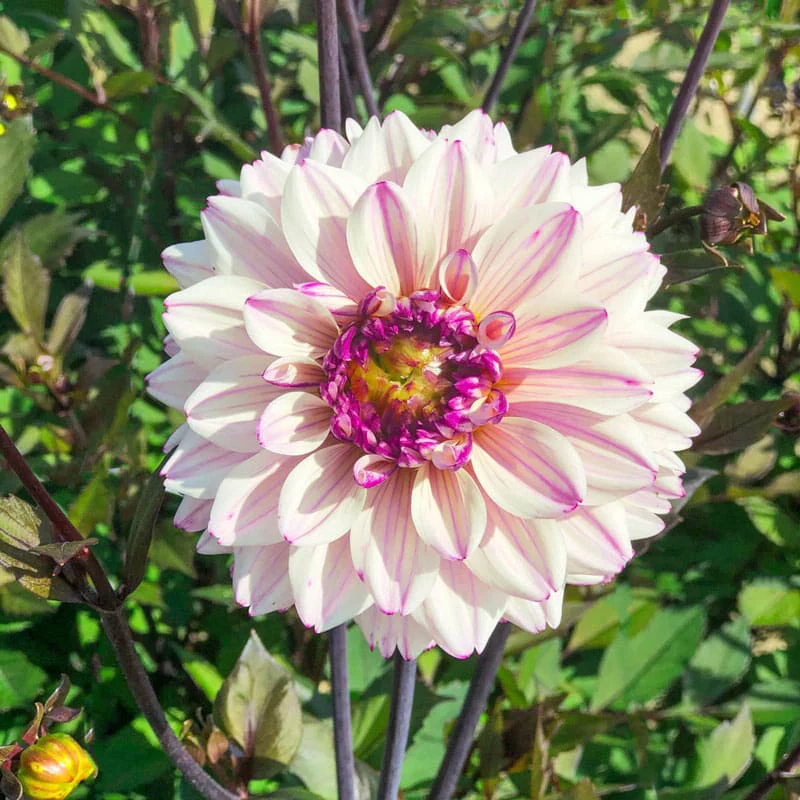 Flashback Dahlia - Image 4