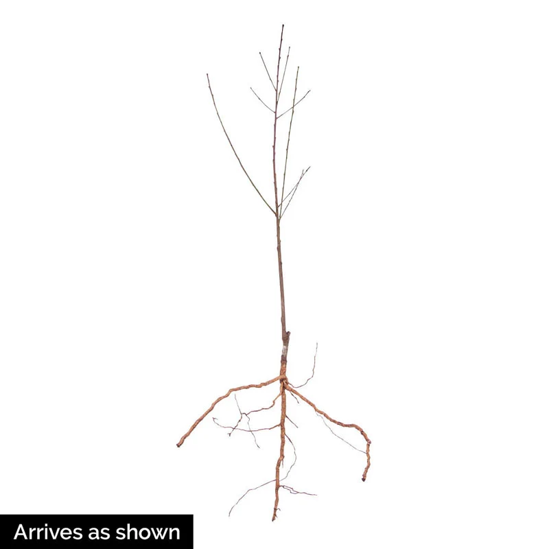 Flat Wonderful™ Peach Tree - Image 2