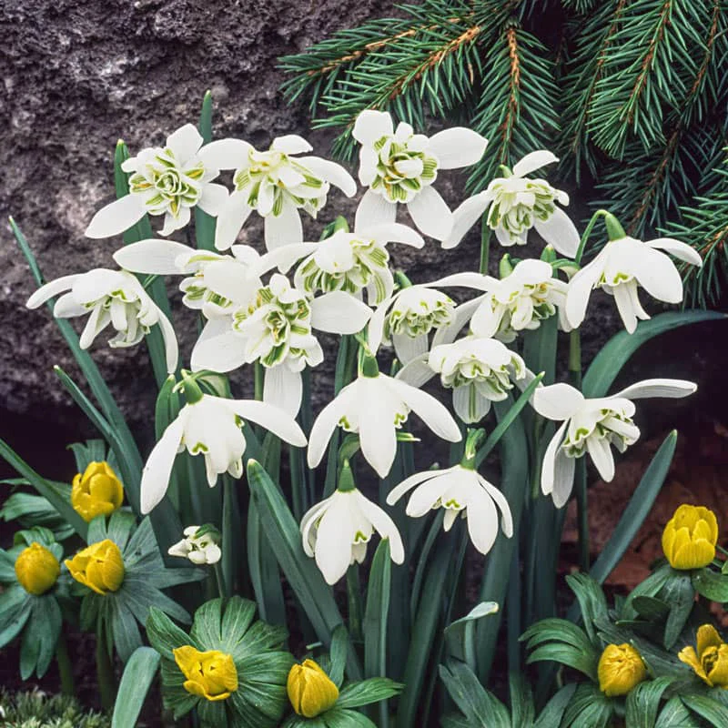 Flore Pleno Double Snowdrop - Image 2