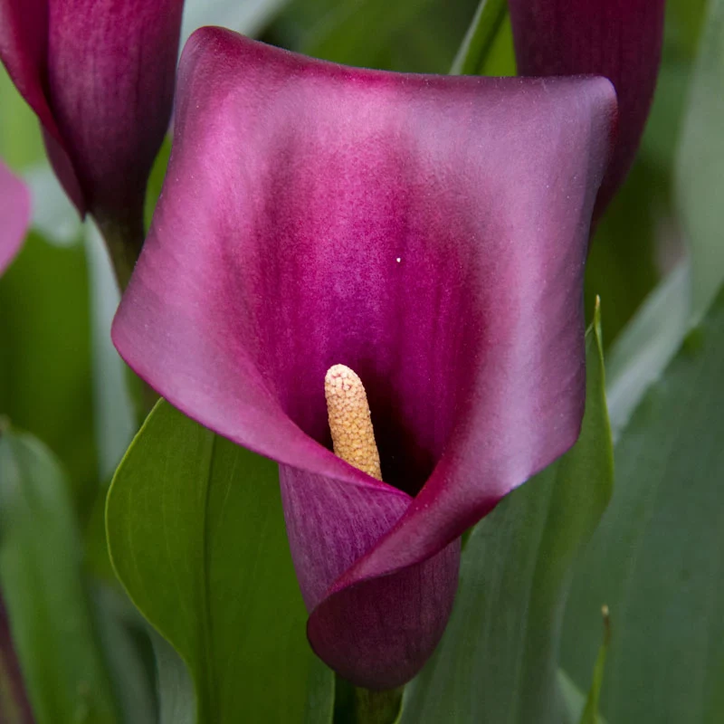 Flower Power Calla lily - Image 2