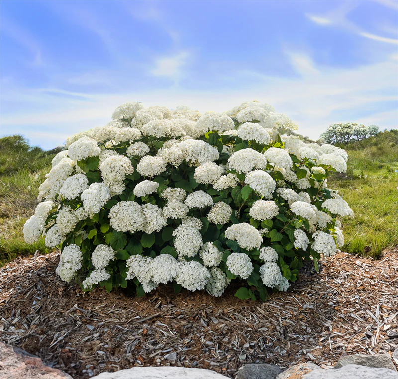 FlowerFull® Hydrangea - Image 2