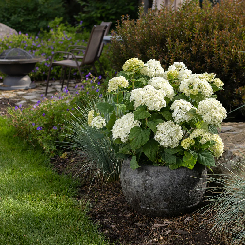 FlowerFull® Hydrangea - Image 3