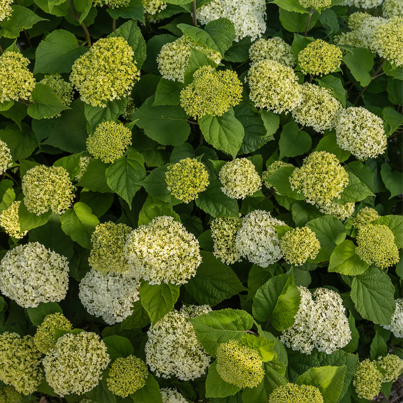 FlowerFull® Hydrangea - Image 4